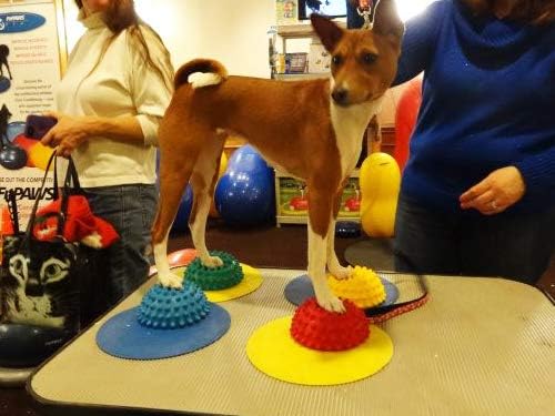 FitPAWS Paw Pods for Dog Agility