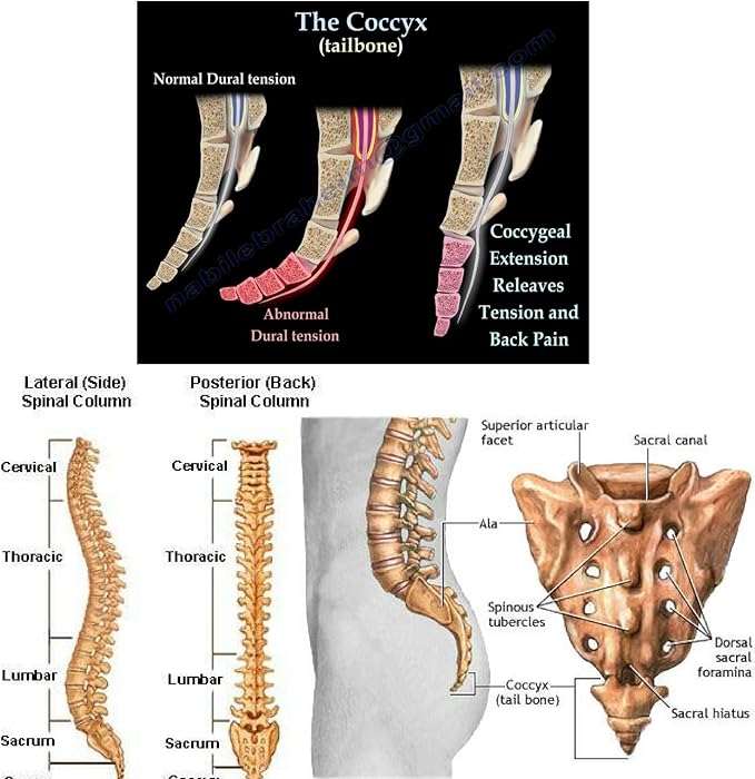 FOMI Extra Thick Firm Coccyx Orthopedic Memory Foam Seat Cushion | Black Large Cushion for Car or Truck Seat, Office Chair, Wheelchair | Back Pain Relief (Black)