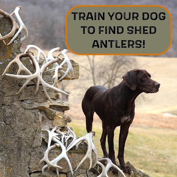 DogBone Shed Dog Training Dummy (Brown) | Dog Training Kit | Hunting Dog Accessories | Dog Training Tools | Dog Scent Training Kit | Scent Training for Dogs | Hunting Dog Toys