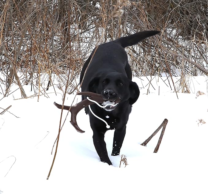 DogBone Shed Dog Training Dummy (Brown) | Dog Training Kit | Hunting Dog Accessories | Dog Training Tools | Dog Scent Training Kit | Scent Training for Dogs | Hunting Dog Toys