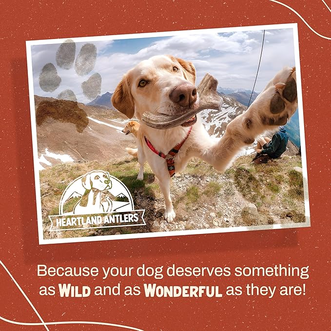 Heartland Deer Antlers for Dogs - Daily Dental Care Chews for Aggressive Chewers to Reduce Plaque & Prevent Destructive Behavior (X-Large, 8-10", 1-Pack, Grade A, USA Made)