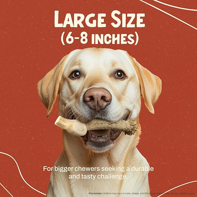 Heartland Deer Antlers for Dogs - Daily Dental Care Chews for Aggressive Chewers to Reduce Plaque & Prevent Destructive Behavior (Large, 6-8", 1-Pack, Grade A, USA Made)