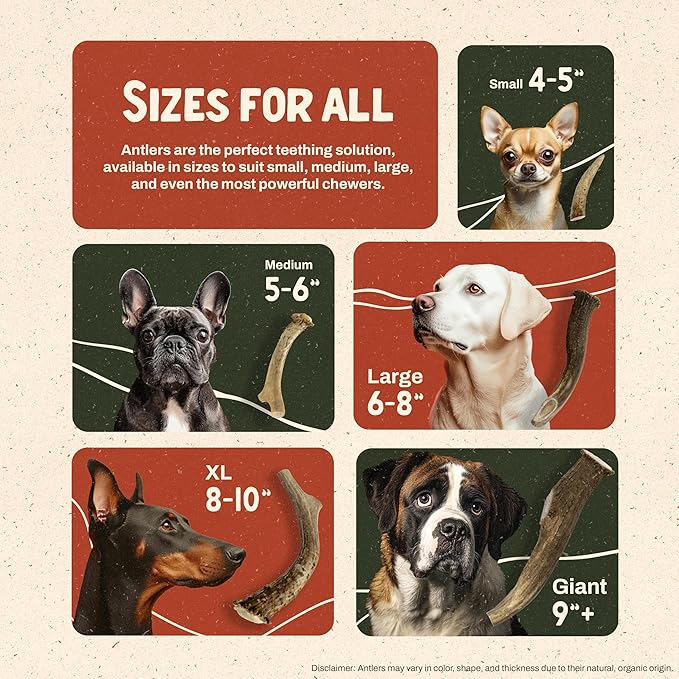 Heartland Deer Antlers for Dogs - Daily Dental Care Chews for Aggressive Chewers to Reduce Plaque & Prevent Destructive Behavior (Large, 6-8", 1-Pack, Grade A, USA Made)