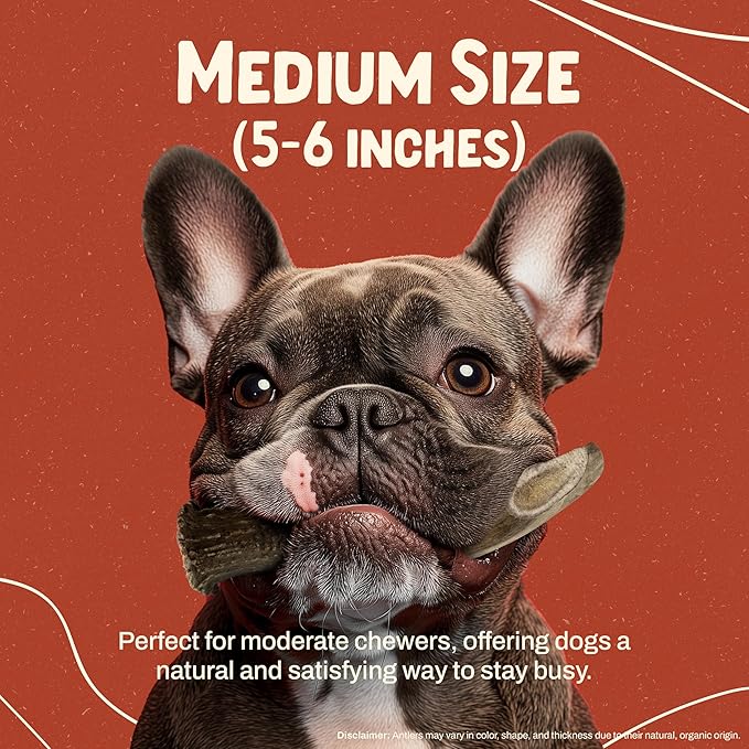 Heartland Deer Antlers for Dogs - Daily Dental Care Chews for Aggressive Chewers to Reduce Plaque & Prevent Destructive Behavior (Splinter Free, 5-6", Medium, 2-Pack, Grade A, USA Made)