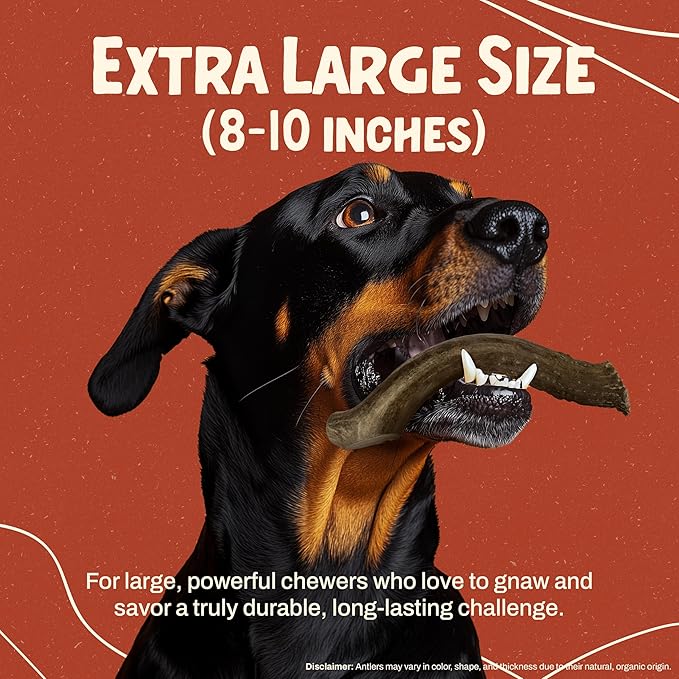 Heartland Deer Antlers for Dogs - Daily Dental Care Chews for Aggressive Chewers to Reduce Plaque & Prevent Destructive Behavior (X-Large, 8-10", 1-Pack, Grade A, USA Made)