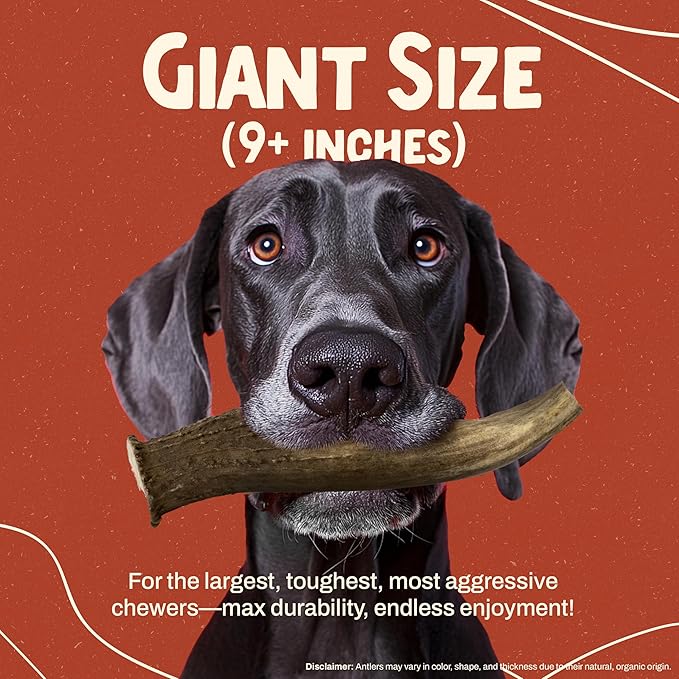 Heartland Deer Antlers for Dogs - Daily Dental Care Chews for Aggressive Chewers to Reduce Plaque & Prevent Destructive Behavior (Giant, 9+", 1-Pack, Grade A, USA Made)